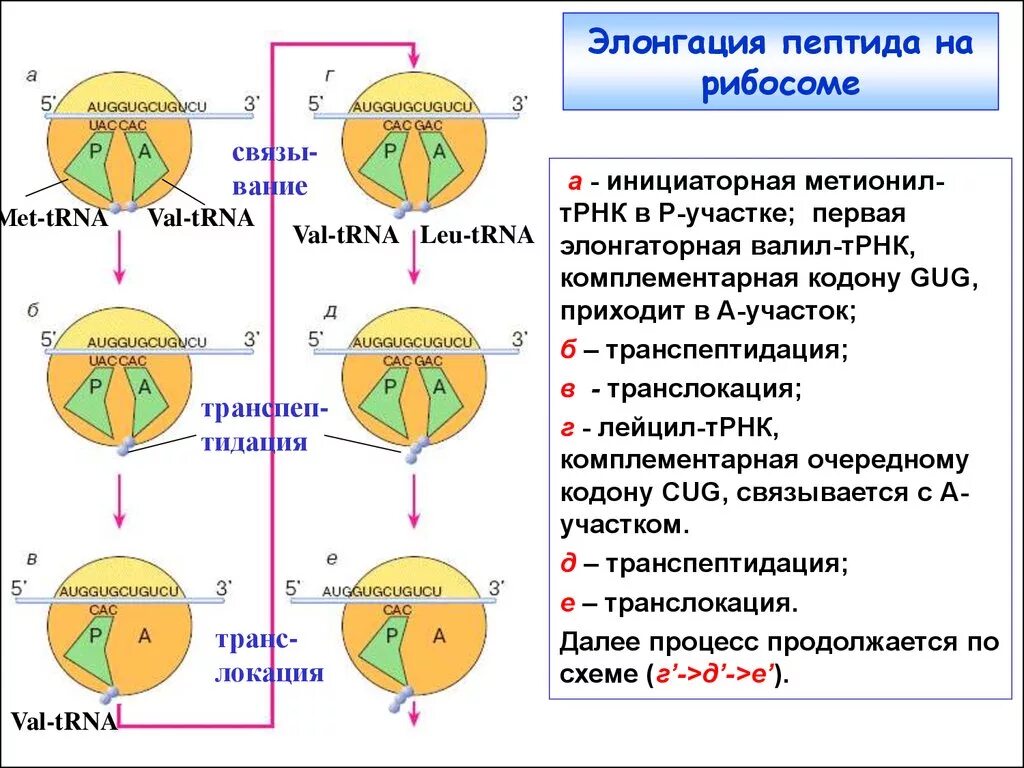 Сборка полипептидов. Схема элонгации трансляции этапы. Сборка полипептидной цепи на рибосоме биохимия. Схема элонгации трансляции биохимия. Терминация Биосинтез белка.