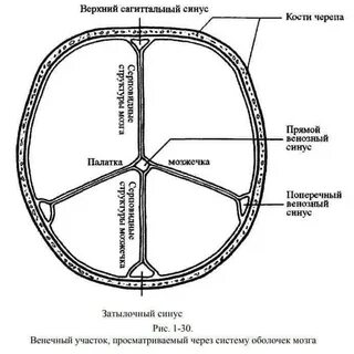 Черепные синусы