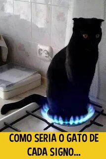 Горел кот