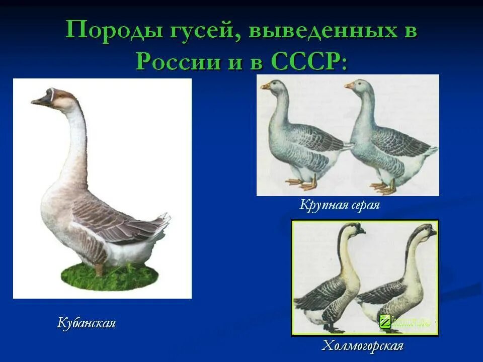 Сколько сидят гуси. Породы домашних гусей. Породы домашних гусей с фотографиями. Породы гусей с названиями. Породы гусей в России.