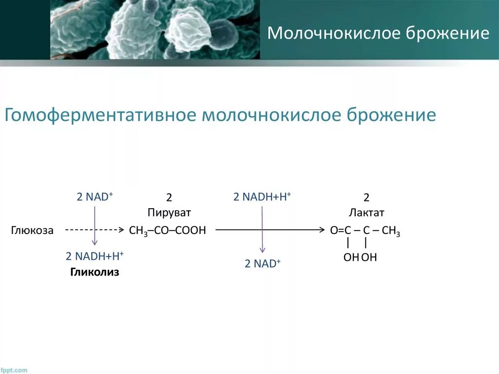 Схема гомоферментативного молочнокислого брожения. Схема гетероферментативного молочнокислого брожения. Молочнокислое брожение пировиноградной кислоты. Схема брожения бактерий. Молочнокислое брожение глюкозы уравнение