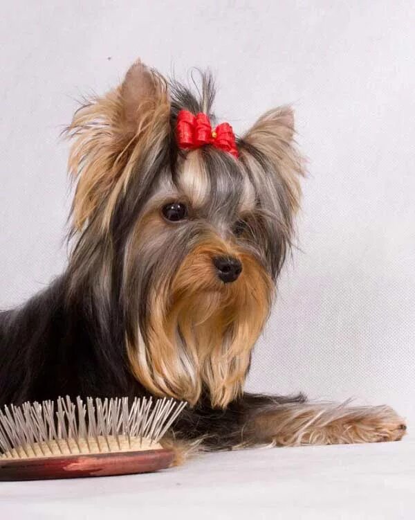 йоркширский терьер 0. каталог йорка. йоркширский терьер со щенками. йоркширский терьер стандарт. бельгийский йоркширский терьер.