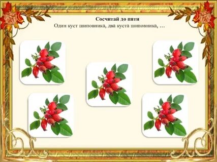 Шиповник группа