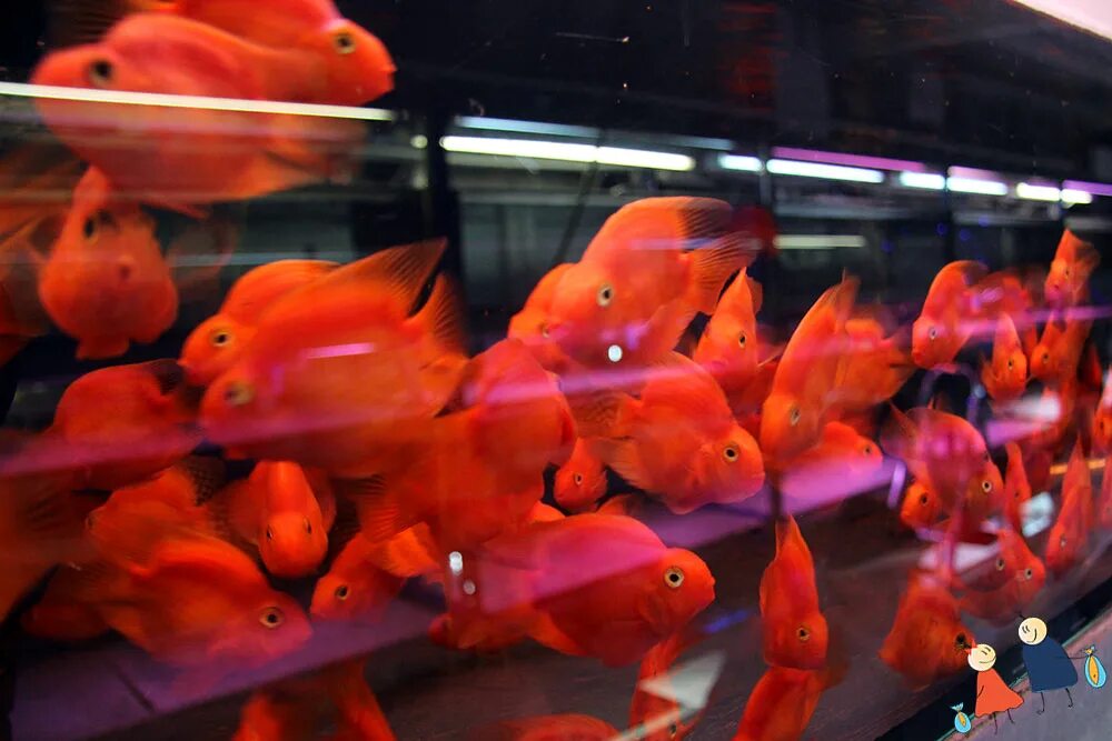 Птичий рынок рыбки аквариумные. Птичий рынок Москва аквариумные рыбки. Аквариумные рыбки на рынке. Аквариумные рыбки на САДОВОДЕ.