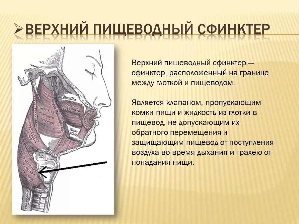 Верхний пищеводный сфинктер. Сфинктеры пищевода анатомия. Верхнийсфинктер птщевода. Сокращение глотки