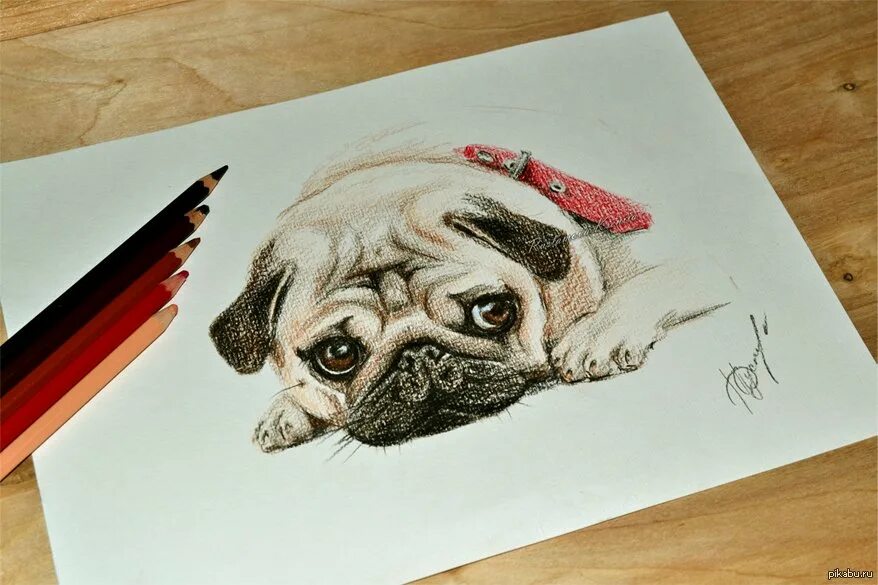Скетчинг Мопс. Профессиональные рисунки. Картинки собак для срисовки. Мопс рисунок маркерами. Собаки маркерами