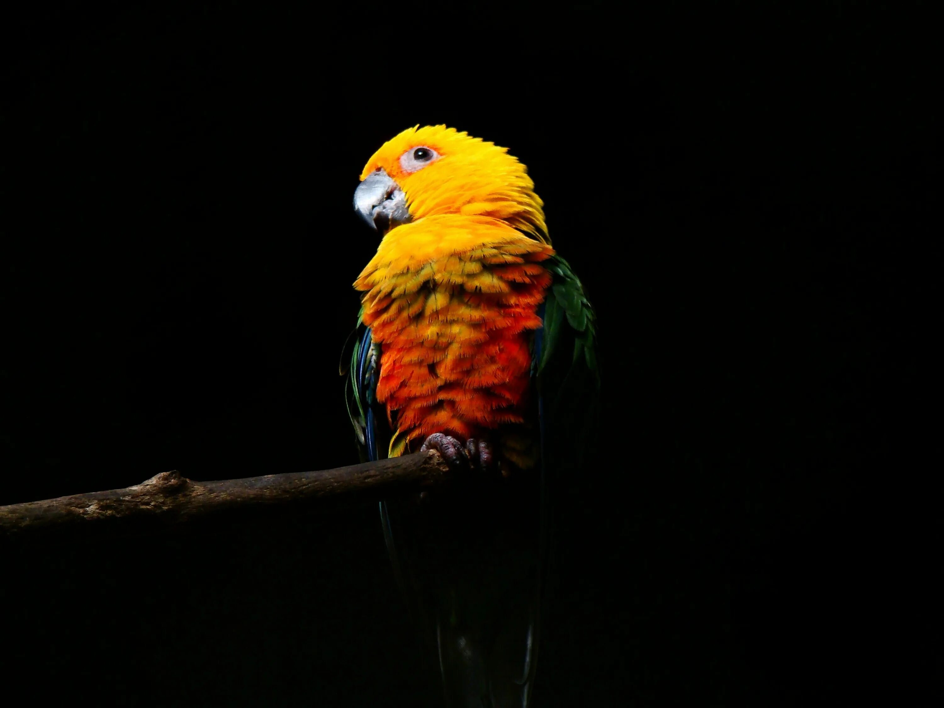 Jenday Conure. Попугаи неразлучники Какаду. Яркий попугай. Яркая птица на черном фоне. Попугаи в темноте