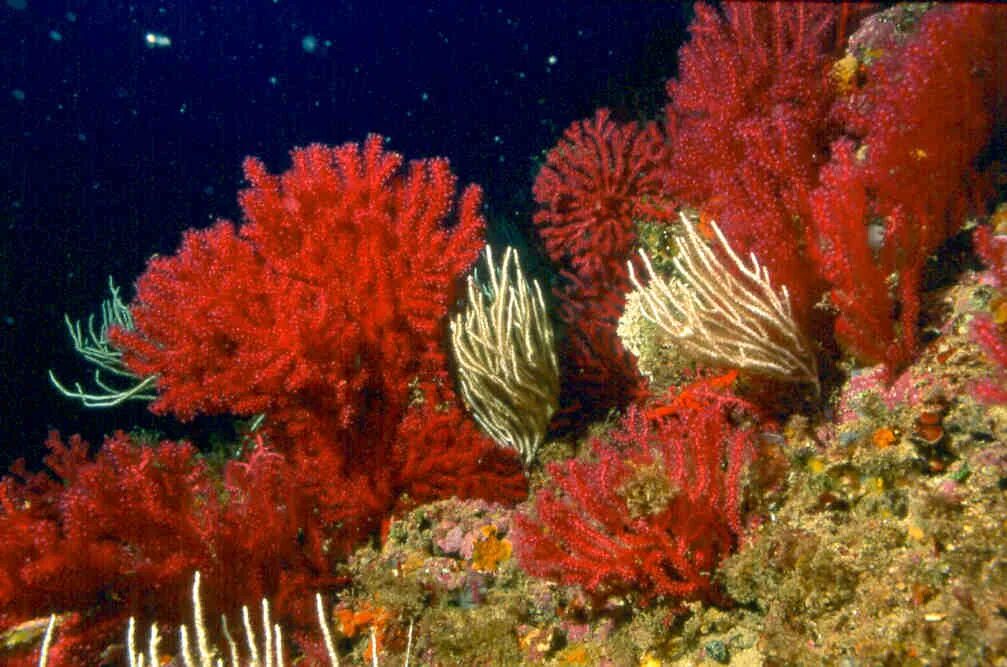 Литотамниевые водоросли. Флоридеевые водоросли. Осциллятория водоросль красное море. Багрянки водоросли.