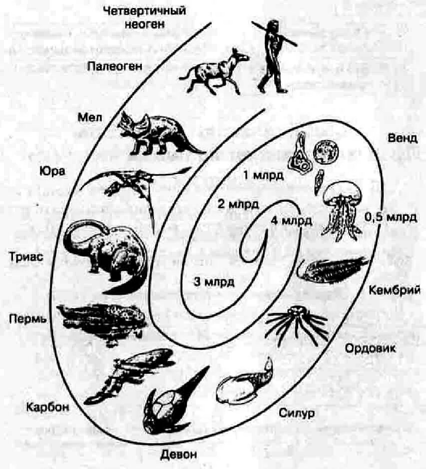 Эры возникновения жизни. Схема происхождение и развитие жизни на земле. Эволюция жизни схема Зарождение жизни. Этапы эволюции жизни на земле биология. Этапы развития жизни на земле схема.