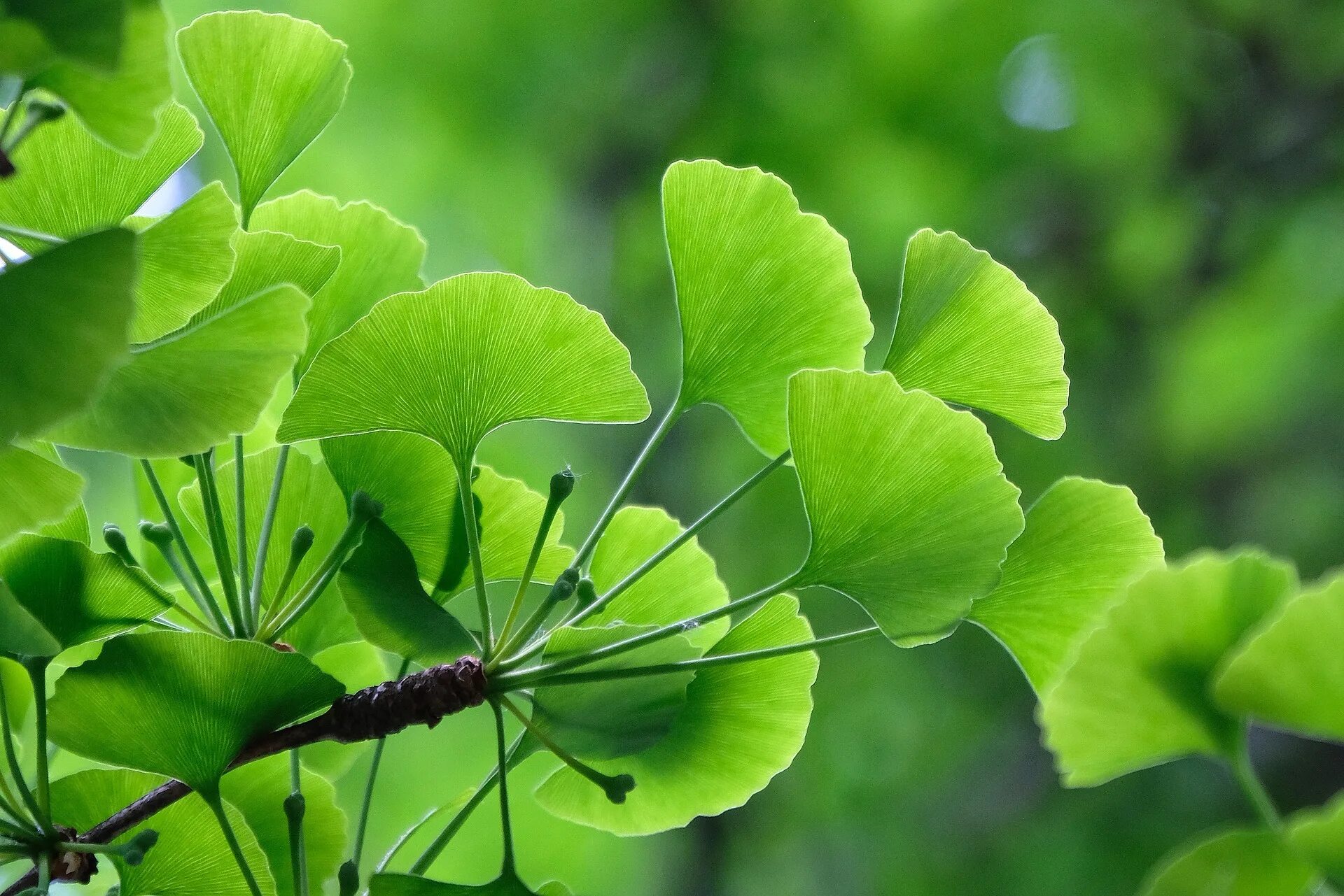 Гинкго двулопастный лист. Листья гинкго двулопастного. Ginkgo Biloba (гинкго). Гинкго билоба растение.