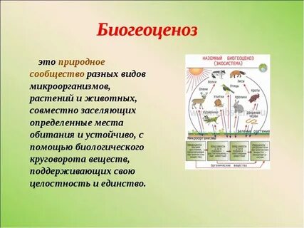 Сообщество понятие и определение