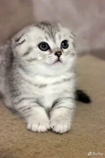 Шотландская кошка добрая