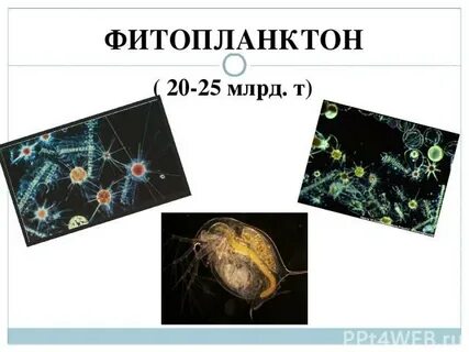 Масса фитопланктона