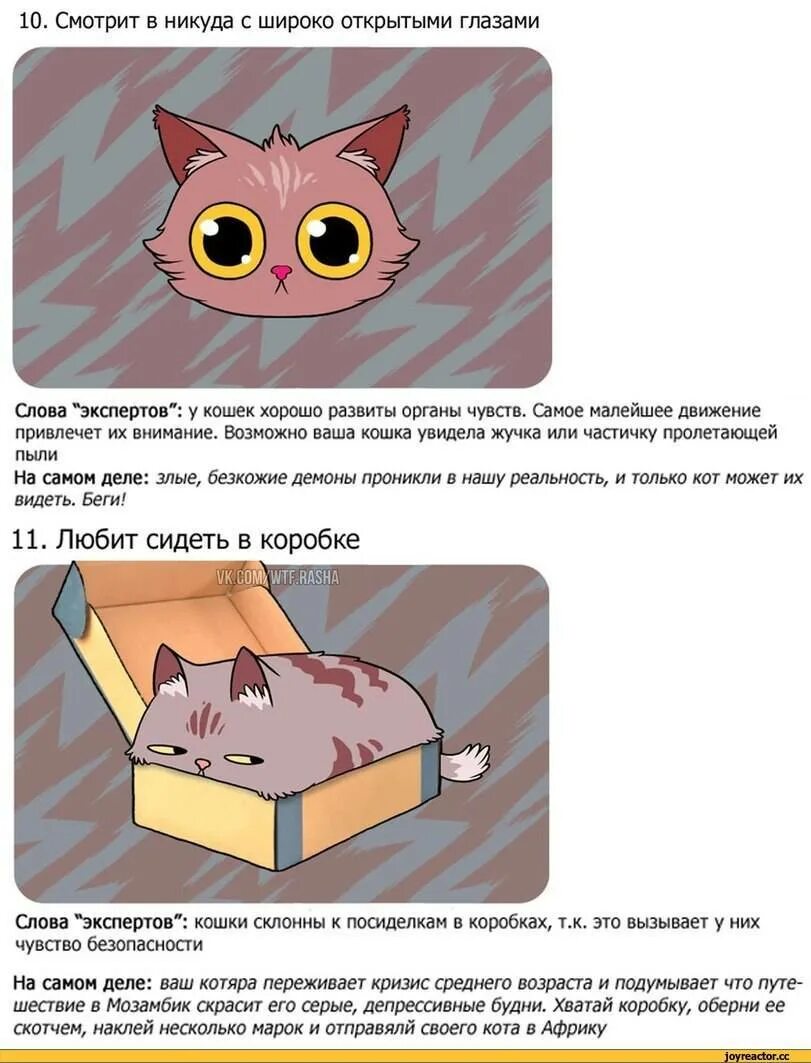 Интересное про котиков