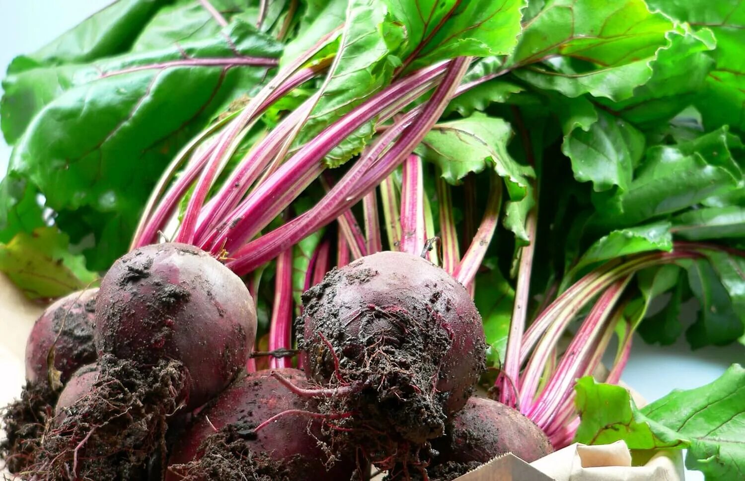 Виктор корнеплод. Свекольный сахар. Корнеплод 9. Высокоурожайные гибриды сахарной свеклы. Свекла beetroot.