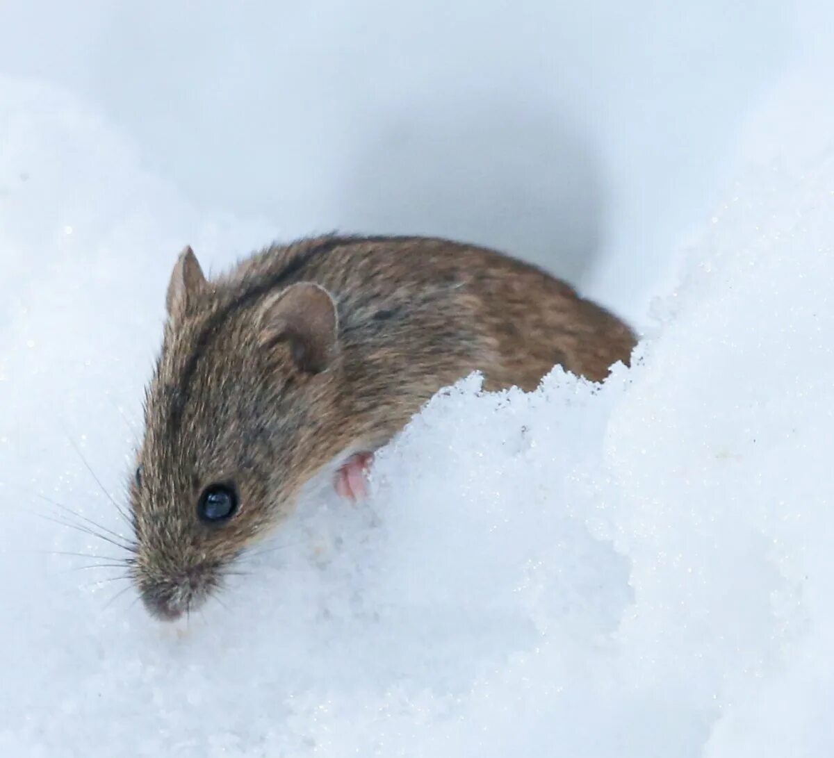 Полевые мыши зимой. Норка полевки. Лесная мышовка норки. Норка мышки полевки.