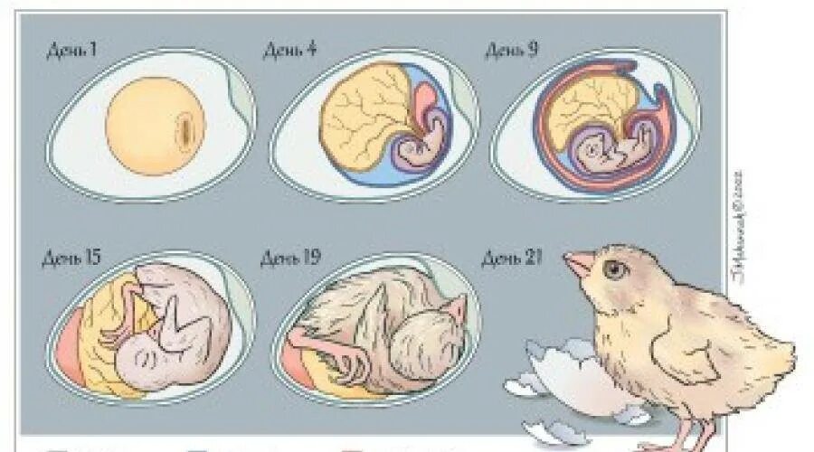 Стадии развития зародыша птицы. Стадии развития эмбриона птицы. Стадии развития эмбриона птенца. Этапы развитие эмбриона у птиц.
