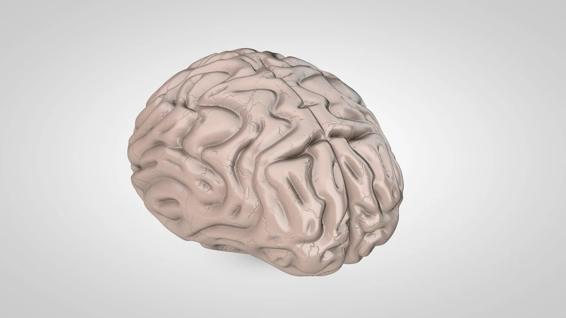 Brain model. Макет мозга. Муляж мозга.