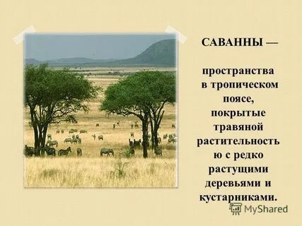 Для саванны характерно