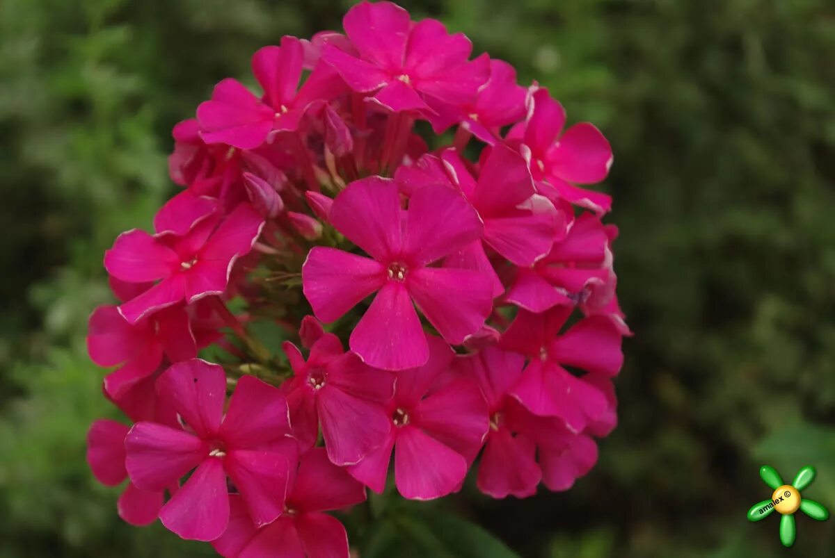 флокс метельчатый 'tenor'. флокс метельчатый phlox paniculata tenor. флокс метельчатый тенор. флокс тенор. флокс grenadine dream (гренадин дрим).