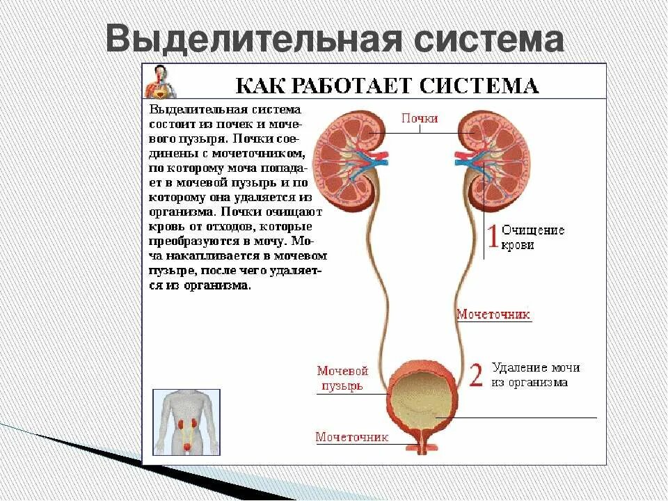 Выделительная система человека буклет. Работа выделительной системы. Выделительная система система млекопитающих. Система органов мочевыделения 8 класс. Работа выделительной системы.
