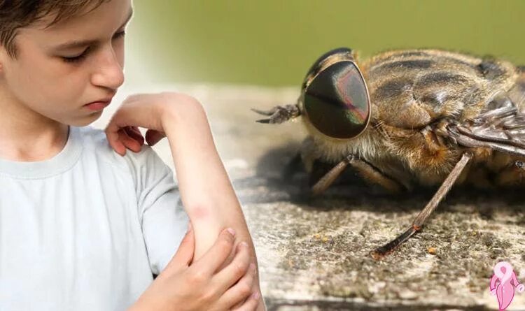 Put some of this insect