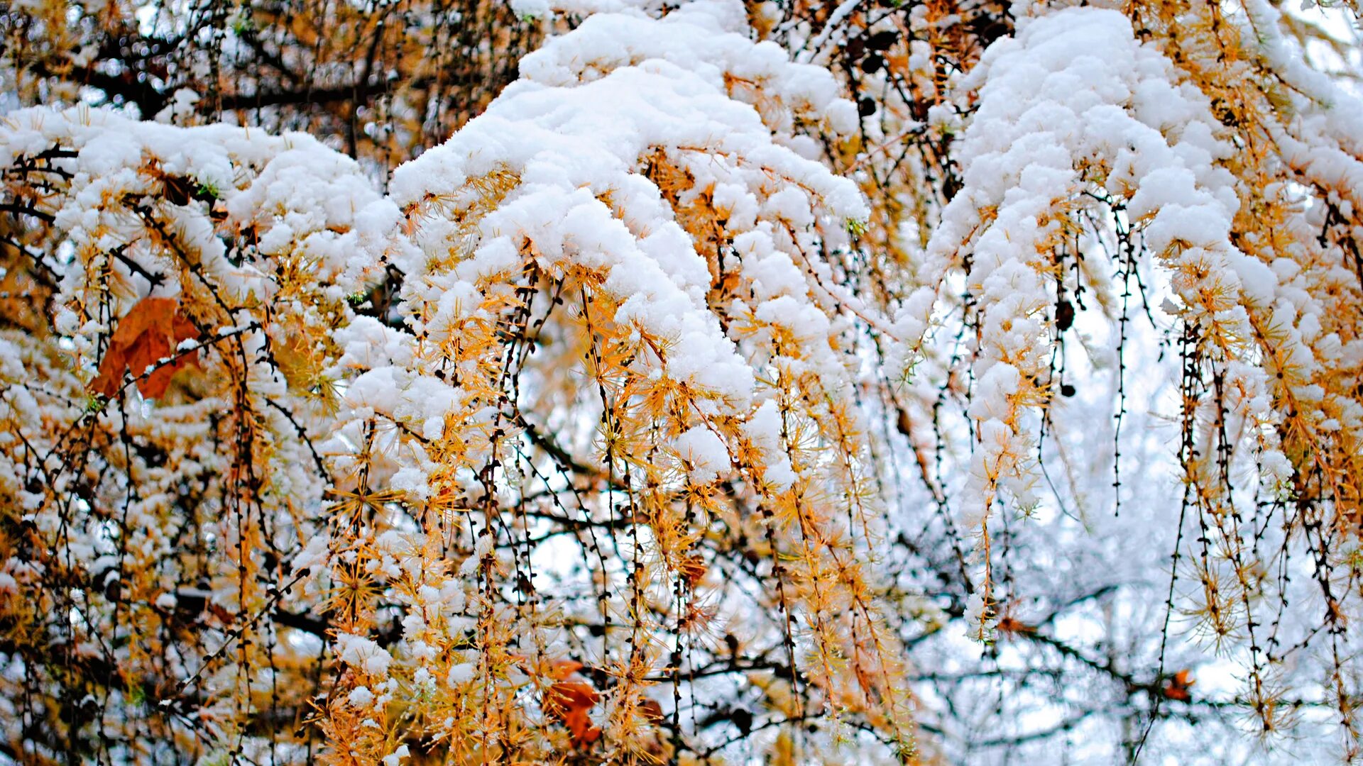 Падает снег на пляж и кружатся листья. Первый снег. Осень снег. Ранняя зима фото. Первый снег осенью.