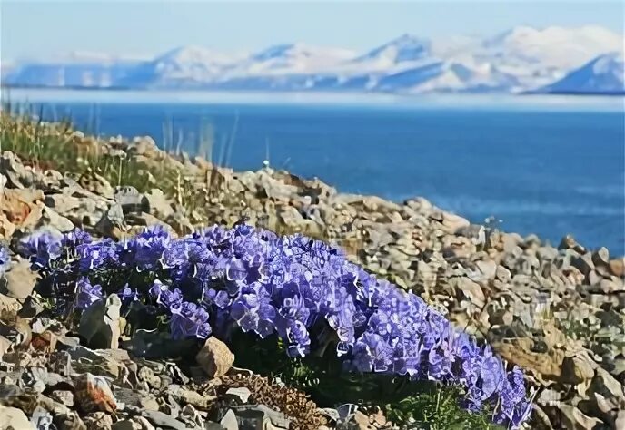 цветы цветут в антарктике. гренландия цветы. растительность антарктиды. растения антарктики. колобантус кито в антарктиде.