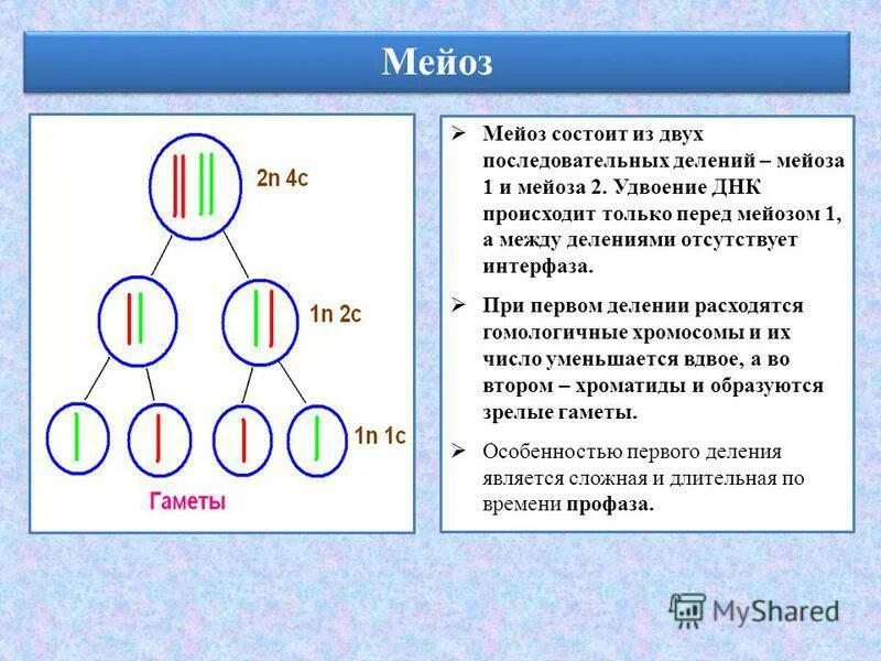 Мейоз биологическое значение