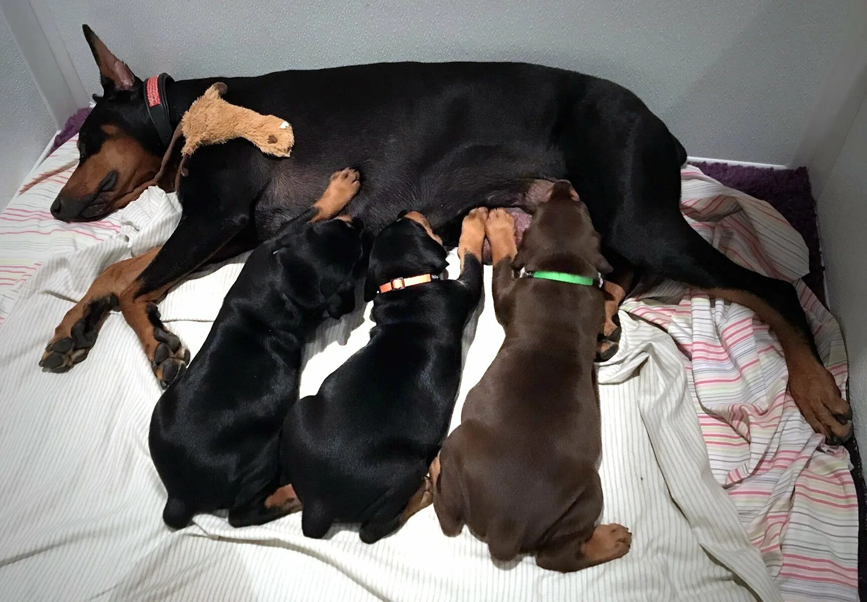 Доберман щенок. Сколько щенок добермана. Щенки добермана в москве. Добермана за 15000. Доберман коричнево подпалый щенок.