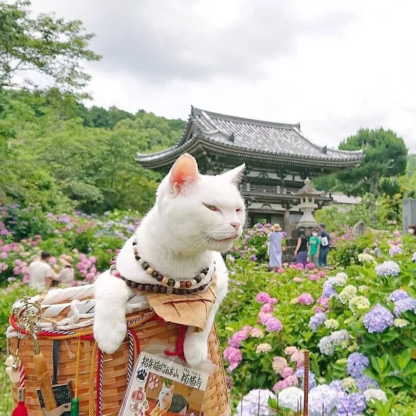 Фотографии японских кошек. Японский кот Широнеко. Коюки японский кот. Храм мяу мяу в Японии. Японский храм кошек.