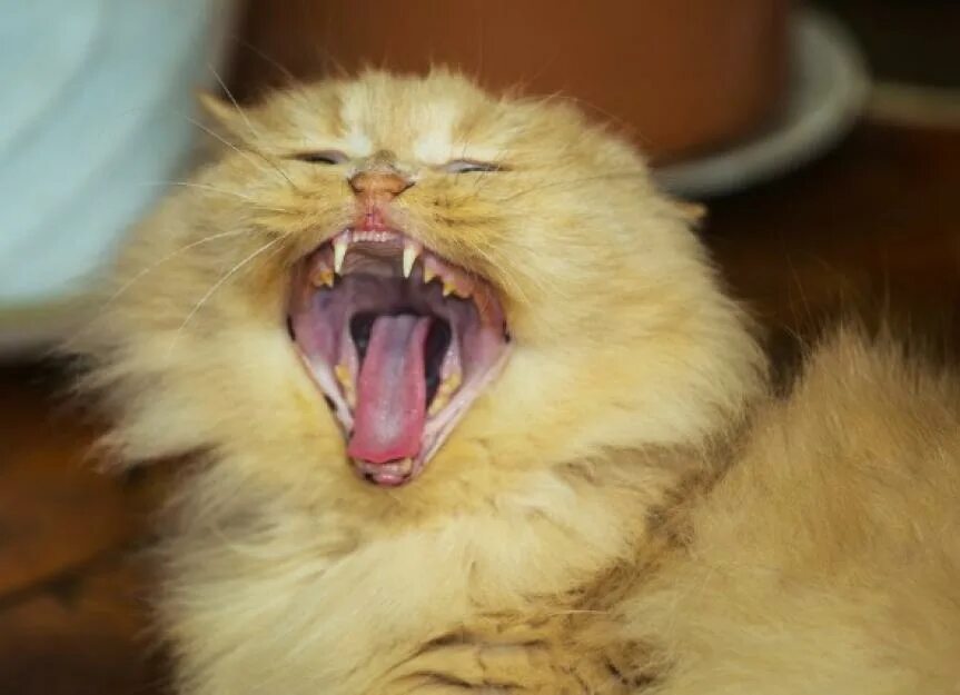 Кот с большими зубами. Коты с большими зубами. котенок зевает. персидские коты с неправильным прикусом. персидский кот зевает.