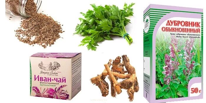 Трава золототысячника обыкновенного сырье. Дубровник обыкновенный. Дубровник лечебная трава. Дубровник обыкновенный растение. Дубровник лечебная трава.