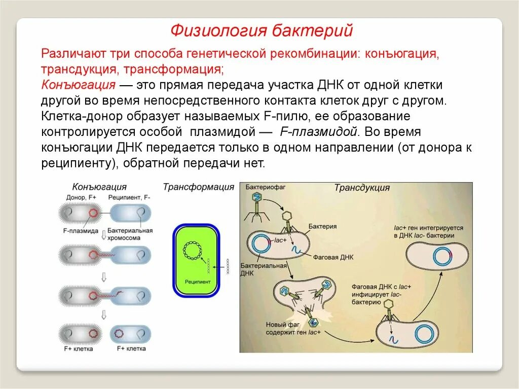 Бактерия донор. Трансформация, трансдукция, лизогения. Размножение бактерий трансдукция. Рекомбинация трансдукция. Генетика микроорганизмов конъюгация трансдукция трансформация.