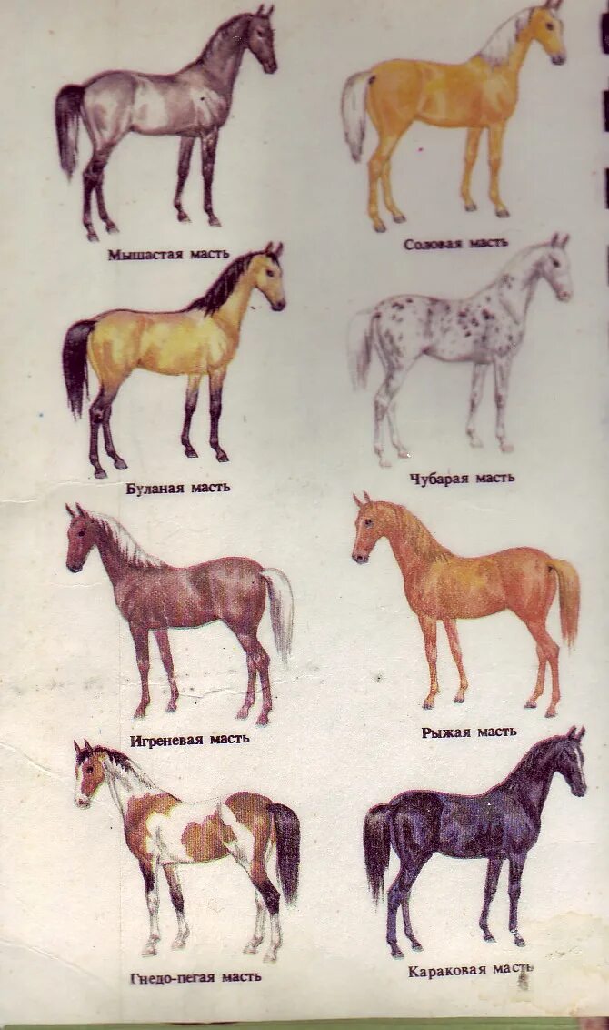 Название лошадок. Масти лошадей с фотографиями и названиями от а до я. Лошади масти и породы. Белая лошадь название масти. Породы лошадей таблица.