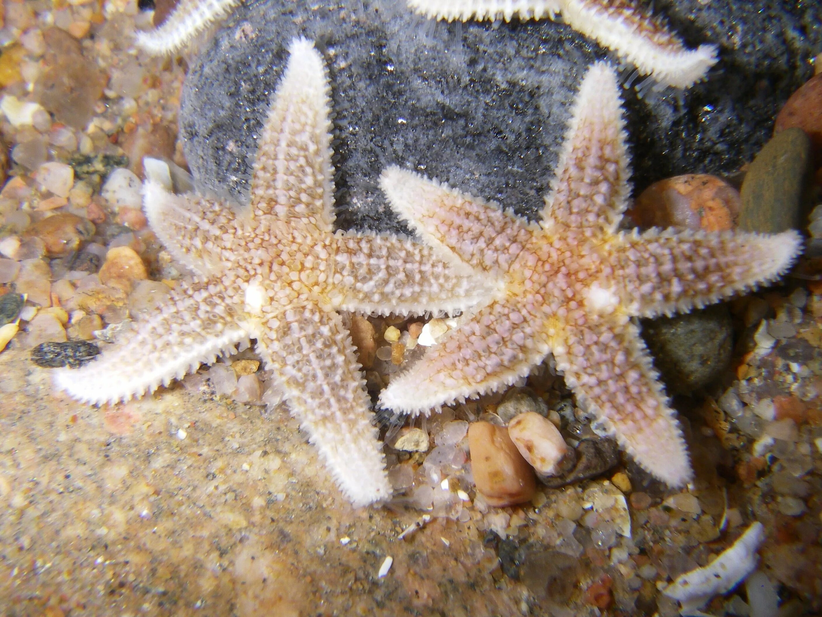 Морская звезда Asterias Rubens. Морская звезда Астерия (Asterias Rubens). Asterias amurensis морская звезда. Астерия Амурская морская звезда. Морская звезда ростов