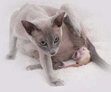 Включи кошки рожают
