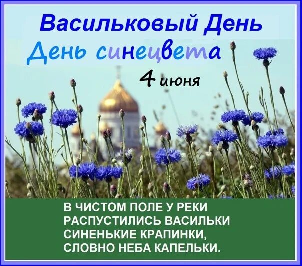 Предложение с васильком. Васильковый день. День василька. Васильковый день 4 июня. Васильковый день праздник.