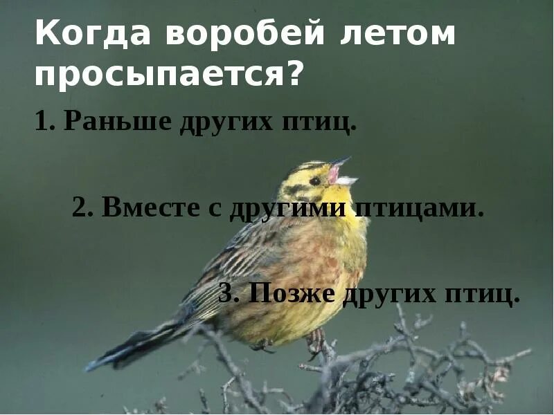 Уровень 83 птичка проспала. Когда Воробей летом просыпается. Воробьи просыпаются раньше всех птиц?. Какие птицы просыпаются раньше. Какая птица рано просыпается.