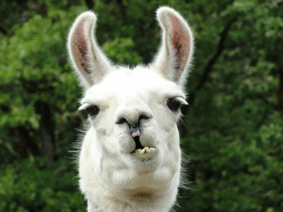 Llama2