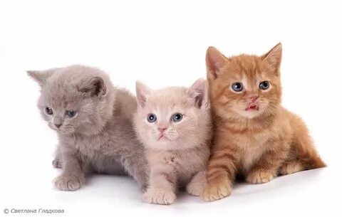 3 кота фото на белом фоне