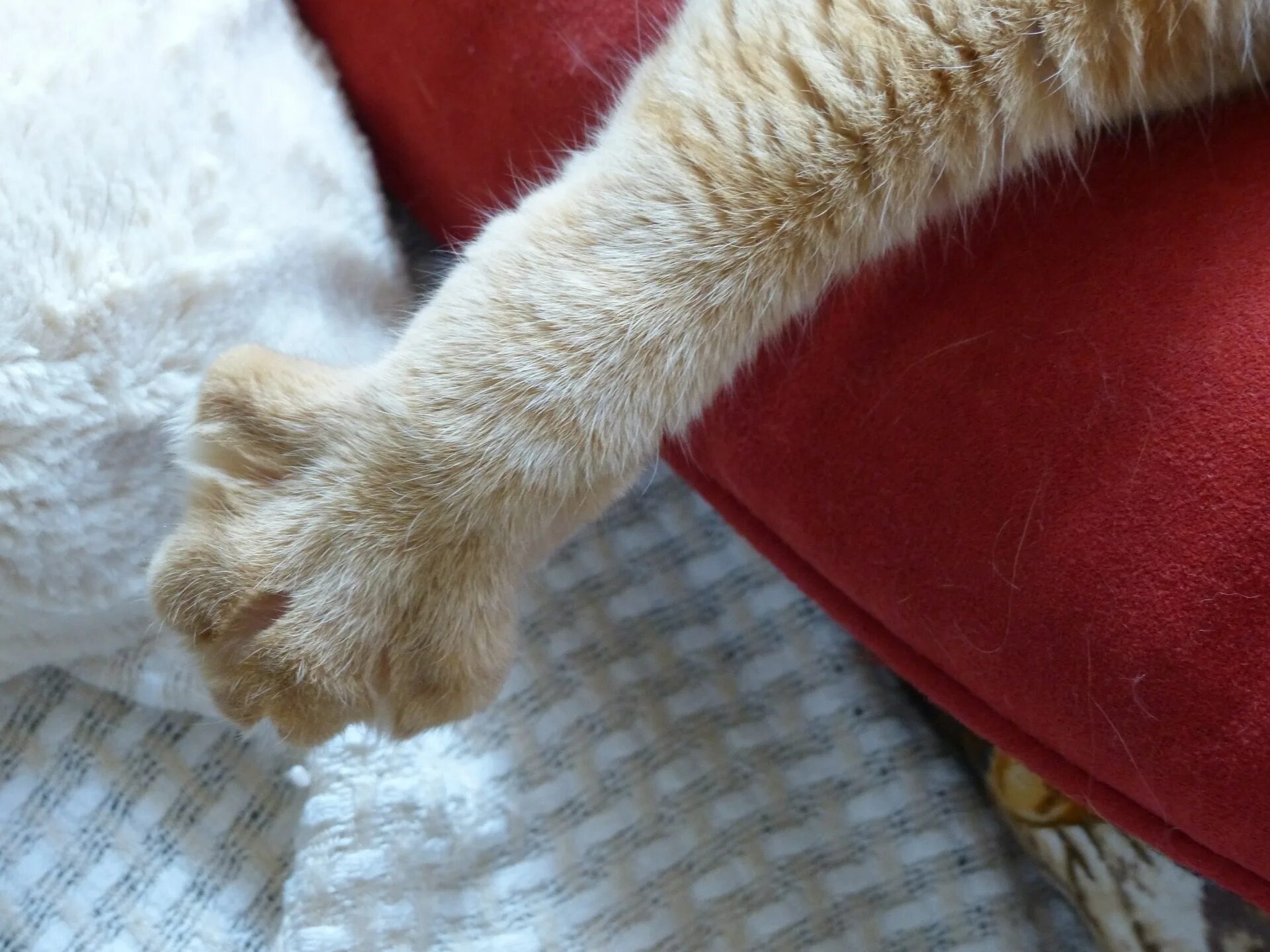 Кот кладет лапу на лапу. Лапа кота. кошачья лапка. лапки рыжего кота. лапа рыжего кота.