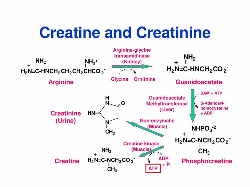 Креатинфосфат биохимия. Creatine kinase Reaction. Креатинфосфорная кислота. Молекула креатинфосфата. Креатинин действие