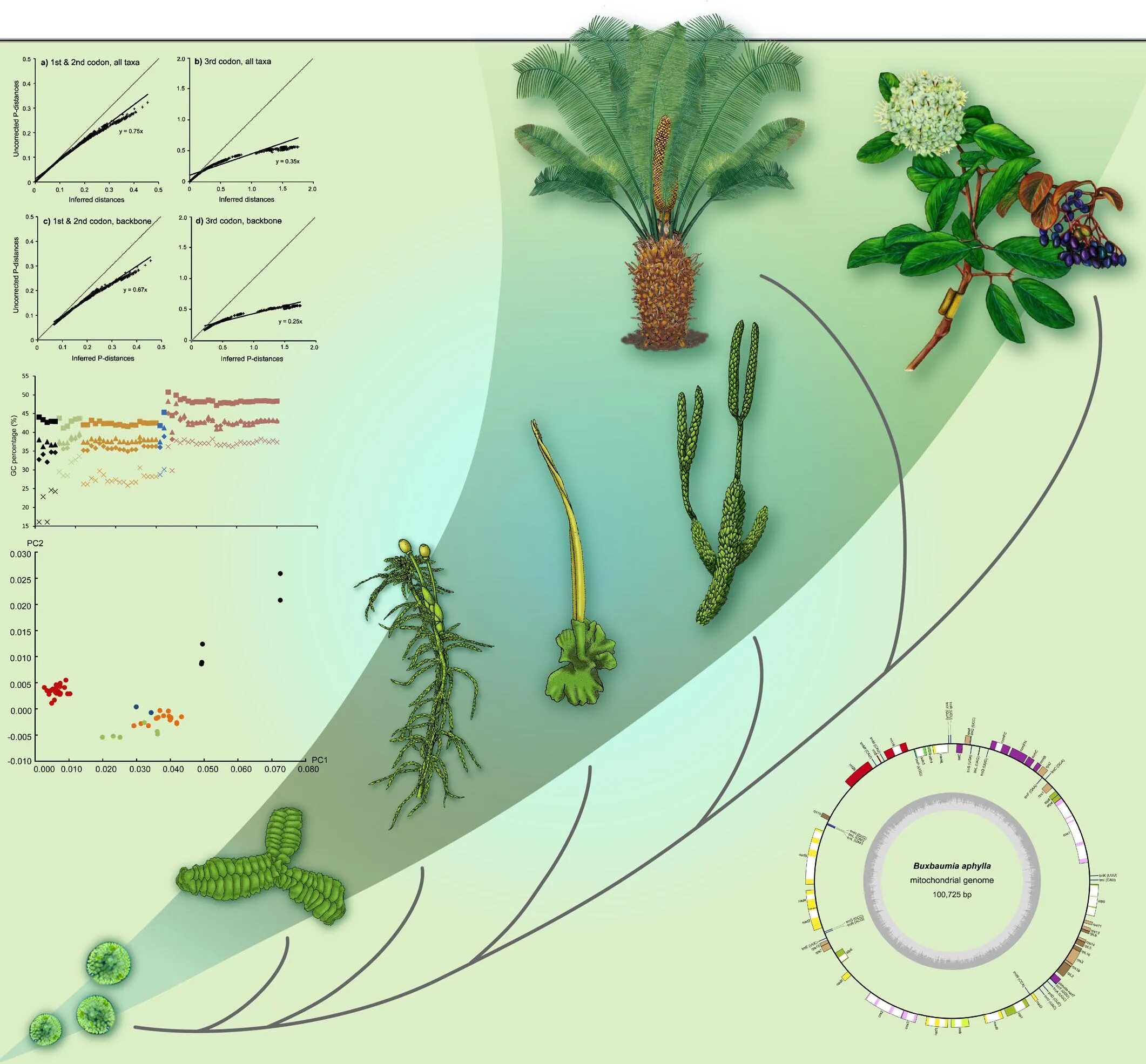 Схема эволюции растений 7 класс. Эволюция. Растения. Эволюция растений схема.