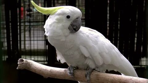 Какаду 4