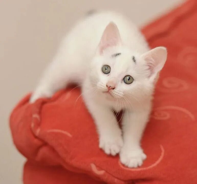 Как выглядит котенок лайк в жизни. Котенок смущается. кошки маленькие сердечки. милые котики смотрятся на. котята милые озадаченные.