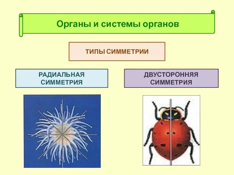 Какие типы симметрии бывают. Типы симметрии животных. Типы симметрии в биологии. Типы симметрии животных таблица. Типыстмметрии животных.