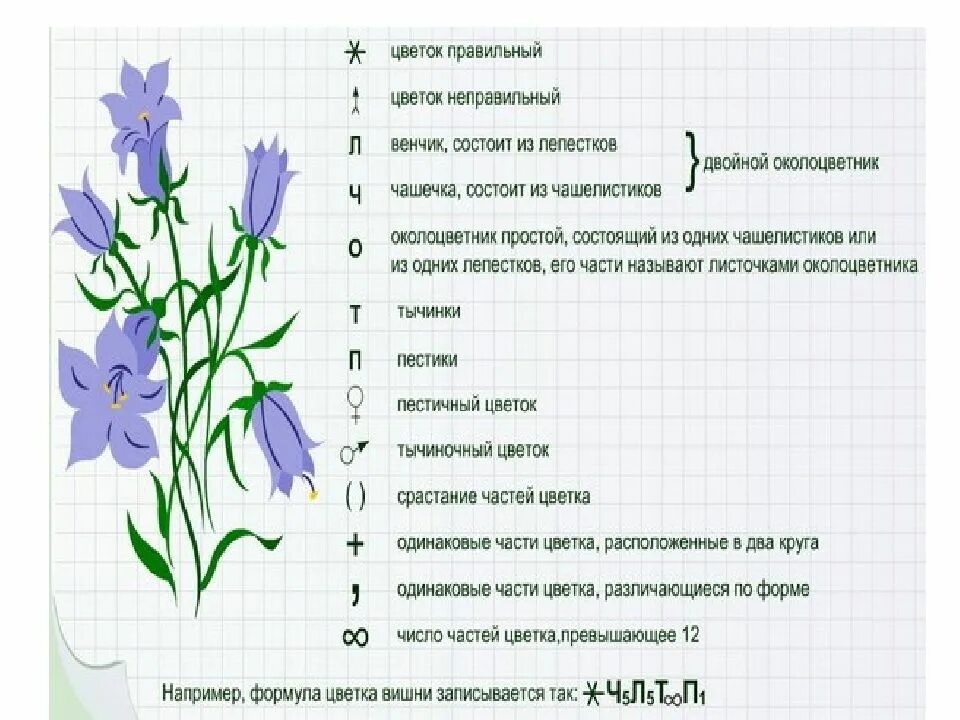 Биология 7 класс контрольная работа покрытосеменные растения. Колокольчик персиколистный формула цветка. Формула цветка колокольчика 6 класс биология. Формула цветка колокольчика персиколистного. Формулы цветковых растений.