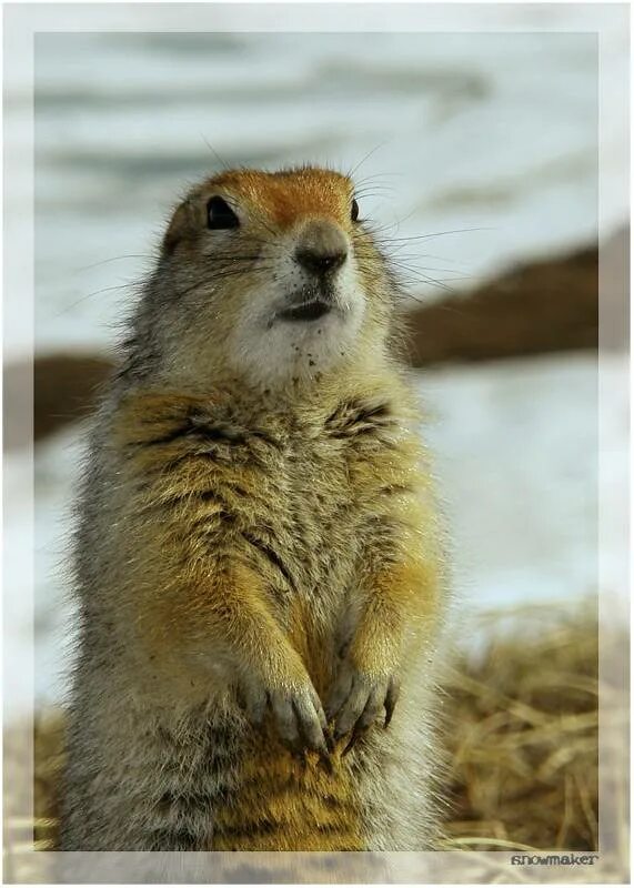 Dramatic look хомяк. Большой суслик (spermophilus major). Снежная королева суслик. Суслик зарплата. Мармот сурок.