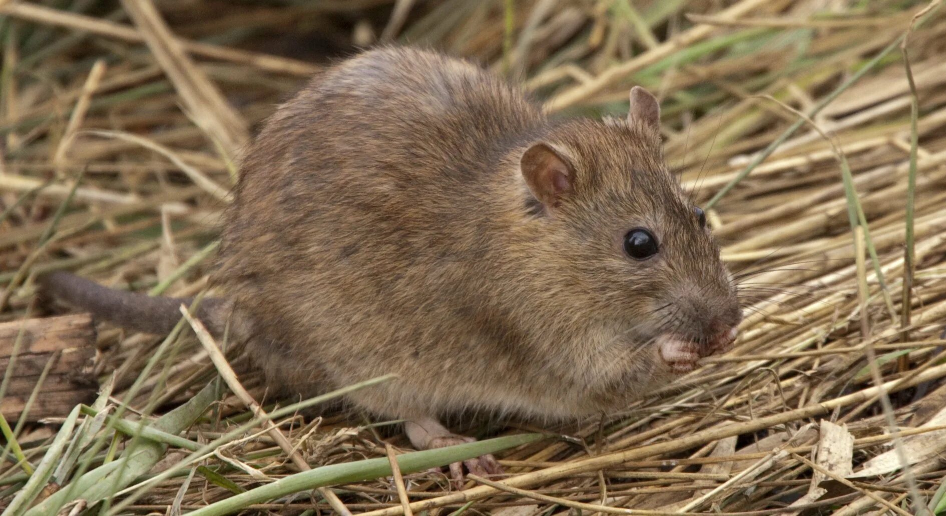 Большая серая крыса. Крошечная хутия. Крыса пасюк дикий. Крыса дамбо агути. Большая серая крыса.